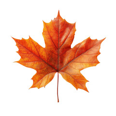 Fototapeta premium A vibrant orange maple leaf showcasing the beauty of autumn. Perfect for nature lovers and seasonal themes in design and decoration.