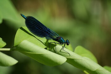blue dragonfly on a leaf