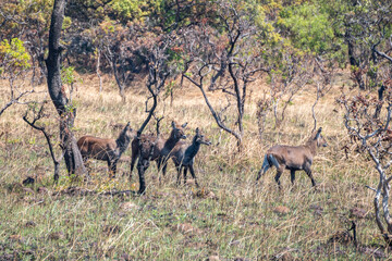 A herd of animals in a field with trees in the background, Ryvjuby National Park