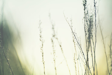 Dry autumn grass in a forest at sunset. Beautiful autumn nature background