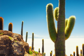 Big green cactuses on Incahuasi island, Salar de Uyuni salt flat, Altiplano, Bolivia.