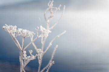 Frost-covered plants on the shore of lake at foggy sunrise.