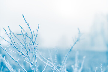 Frost-covered plants in winter forest at foggy sunrise. Winter nature background