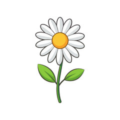Chamomile flower Botanical illustration 