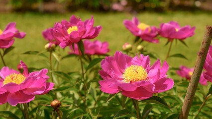 Beautiful Close-up of Pink Peony Flowers in Bloom Against a Soft Focus Background