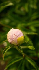 Delicate pink peony flower bud with water drops on the petals, closeup