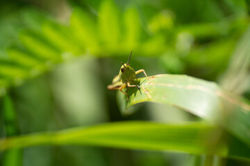 grasshopper on a leaf