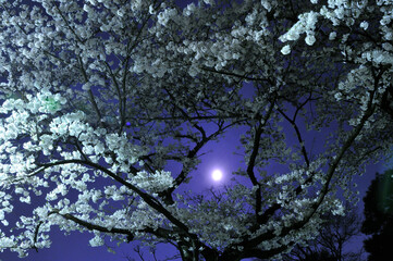 herry blossoms and full moon at night, Tokyo, Japan / 夜桜と満月　東京　日本