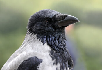 Close-up of a young grey hooded crow against a blurred green background,