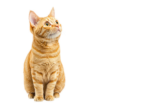A curious ginger cat with distinctive tabby markings sits on its haunches, eyes wide and alert. The cats ears are slightly tilted forward, conveying a sense of attentiveness.