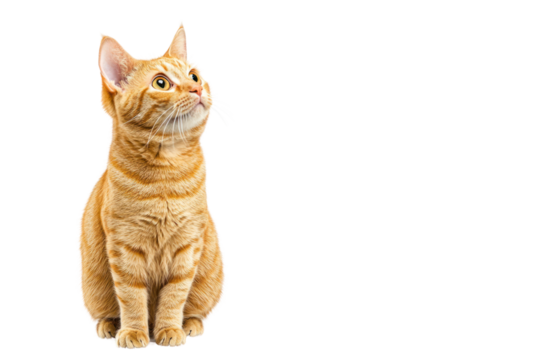 A curious ginger cat with distinctive tabby markings sits on its haunches, eyes wide and alert. The cats ears are slightly tilted forward, conveying a sense of attentiveness.
