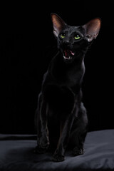 Portrait of a cute black oriental cat looking at camera in front on a black background