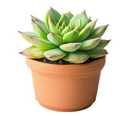 Fototapeta premium A small succulent plant in a terracotta pot against a white background. created with Generative AI technology