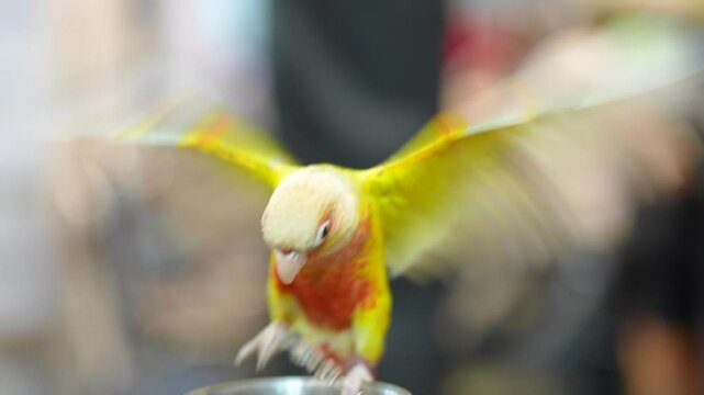 Green-cheeked conures bird free flying parrot.