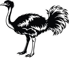 Obraz premium Ostriche bird Silhouette, Emu silhouette vector illustration