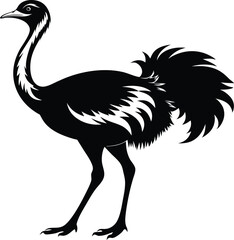 Fototapeta premium Ostriche bird Silhouette, Emu silhouette vector illustration