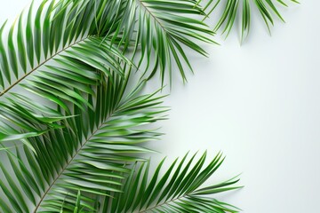 monstera leaves summer minimal background