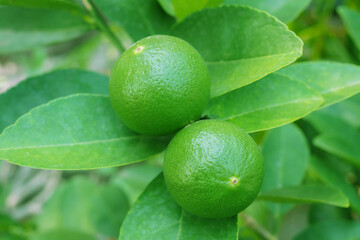 Fresh green lemon with green leaf on tree