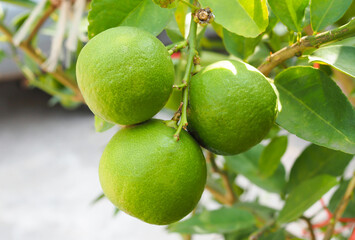 Fresh green lemon with green leaf on tree