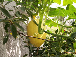 Pumpkin on a compost heap close up
