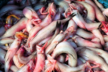 Bombil or Bombay duck fish, Uttan Beach, Bhayander, Thane, Bombay, Mumbai, Maharashtra, India, Asia