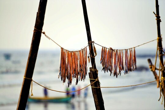Bombil fish drying Uttan Beach Bhayander Thane Bombay Mumbai Maharashtra India