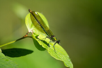 dragonfly on leaf