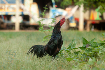 Asian black chicken strolling in a garden, flapping its wings and calling out, blending gracefully with nature