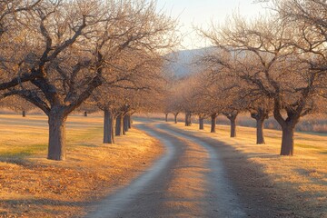 Naklejka premium Serene Dirt Path Through Trees at Golden Hour Light