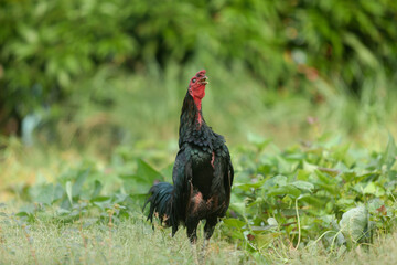 Black Asian chicken walks for exercise in the garden