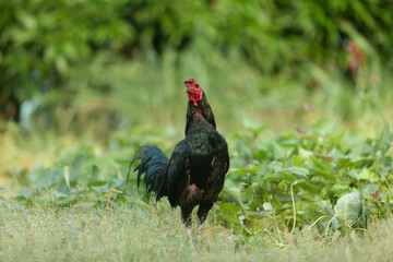 Black Asian chicken walks for exercise in the garden
