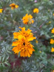 yellow flower in the garden