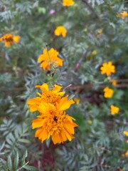 yellow flowers in the garden