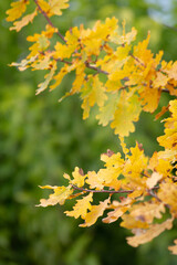 yellow oak leaves in autumn