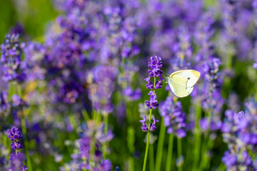 Butterflies on spring lavender flowers under sunlight. Beautiful landscape of nature with a panoramic view. Hi spring. long banner