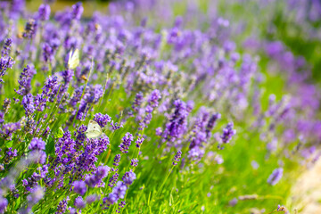 Obraz premium Butterflies on spring lavender flowers under sunlight. Beautiful landscape of nature with a panoramic view. Hi spring. long banner