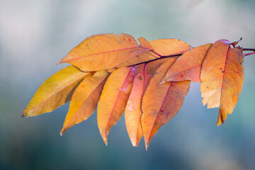 autumn leaves in the sun