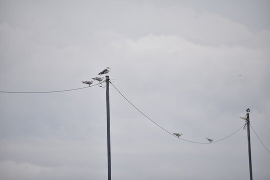 Seagulls taking a break
