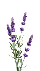 Bright Purple Lavender Stems on transparent Background