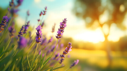 Obraz premium Beautiful Lavender Flowers Bathed in Soft Sunset Light with Scenic Landscape Background Showcasing Nature's Calmness and Serenity