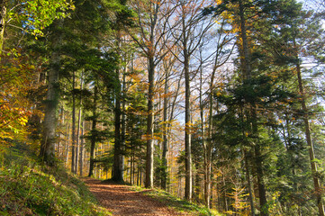 Fototapeta premium Schwarzwaldlandschaft bei St. Ulrich oberhalb von Freiburg