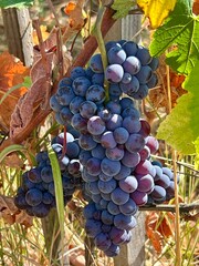Close-up of ripe purple grapes Cabernet Sauvignon on a sunny vineyard