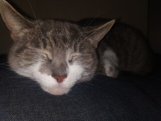portrait of a cat