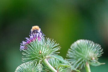 a bumblebee collects nectar on a thistle flower