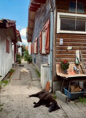 Dogs spleeping on the street of L’herbe village, Cap Ferret