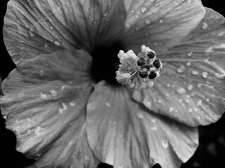 Black and white photo of a hibiscus after the rain  