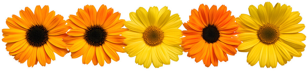 Obraz premium A collection of yellow and orange daisy flower heads isolated against a flat background