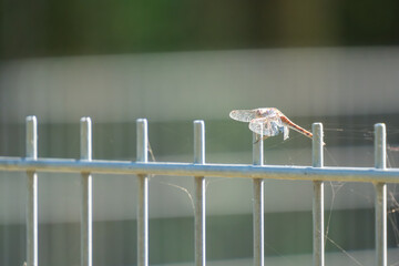 a dragonfly sunbathing on a fence