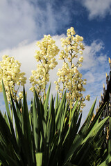 Yucca is blooming in the garden