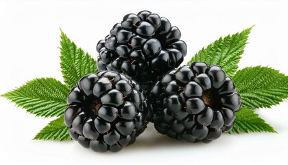 Blackberries with leaves isolated on white background.